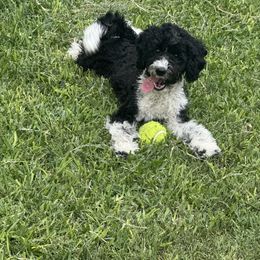 Bellatrix - Black and white female Cavapoo puppy in Selma, Texas from Sage Mini Doodles