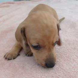 Dapple girl - Dapple female Dachshund puppy in Cedar Rapids, Iowa from Paulassillydogs