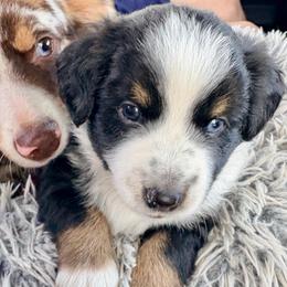 Fozzie - Black tri male Miniature Australian Shepherd puppy in Stockton, Missouri from Kizmit Farmz