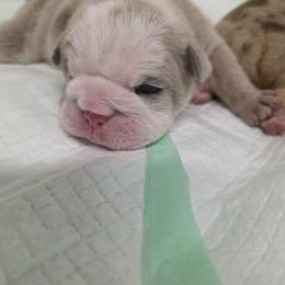 Girl 1 pink collar - Lilac tri-color female Bulldog puppy in Lewisberry, Pennsylvania from Salted Rim Corgis