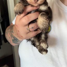 Minnow - Brown male Schnoodle puppy in Sonora, California from What’s Up Doods