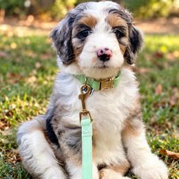 Grace - Blue merle female Assorted Doodle Crosses puppy in Waco, Georgia from Huff Family Doxies & Doodles
