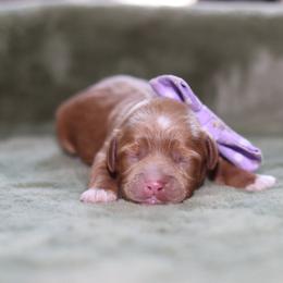 Purple - Red female Australian Labradoodle puppy in Calhoun, Louisiana from Arrowhead Australian Labradoodles