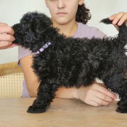 Ms Purple - Black female Pumi puppy in Albuquerque, New Mexico from Marylynn's Pumis