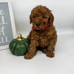 Joy - Red  female Goldendoodle puppy in O'fallon, Missouri from Rockin R Doodles
