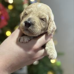 Gingersnap - Parti female Goldendoodle puppy in Howard City, Michigan from Doodles and Chaos