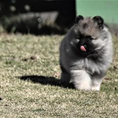 Keeshond Puppies from Anna Boehringer