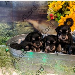 Miniature Schnauzer Puppies from A'Lord Miniature Schnauzer
