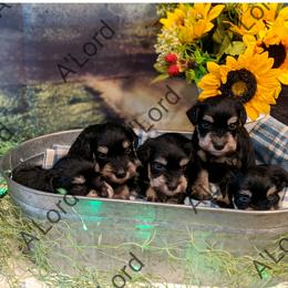 Miniature Schnauzer Puppies from A'Lord Miniature Schnauzer