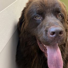 Newfoundlands from Claypit Newfoundlands