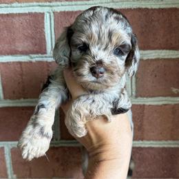 Firefly - Merle female Cockapoo puppy in Danielsville, Georgia from Meg's Doodles and Poodles