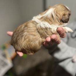 Shih Tzu Puppies from Burke Manor Shih Tzu