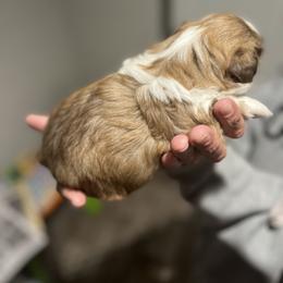 Shih Tzu Puppies from Burke Manor Shih Tzu