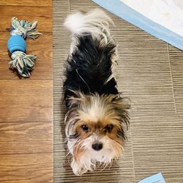 Teagy - Yorkshire Terrier