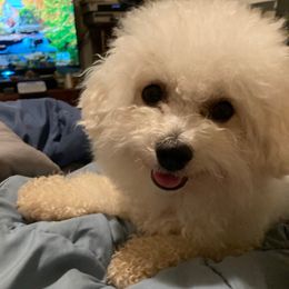 jelly - Bichon Frise