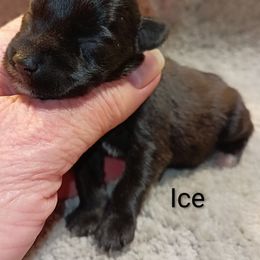 Ice - Black male Miniature Schnauzer puppy in Midland, Texas from Shebbies Puppy Palace