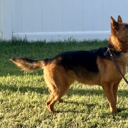 Mia - Black and red female German Shepherd puppy in Whitewater, California from Vom Haus Metzler Shepherds