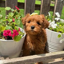 Jan - Red  female Goldendoodle puppy in Camden, North Carolina from Oopsie Doodles of NC