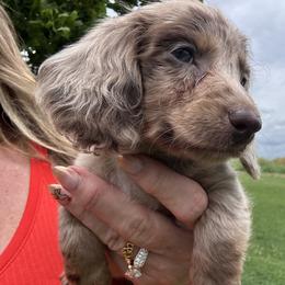 Cookie dough - Dapple female Dachshund puppy in Bentonville, Arkansas from T & D Dachshunds by design