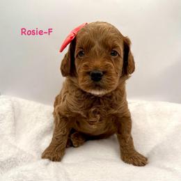 Lily or Rosie - Red  female Goldendoodle puppy in Lewisville, Texas from Zink Doodles