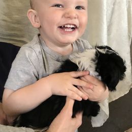 Havanese Puppies from Selah Havanese