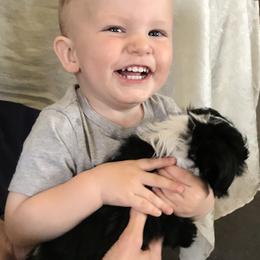 Havanese Puppies from Selah Havanese
