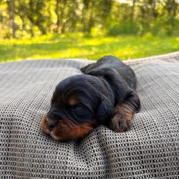 Boy 6 - male Bernedoodle puppy in Travelers Rest, South Carolina from Bernedoodle.do