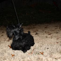 Scottish Terrier puppies from Scottish Terriers at The Rock