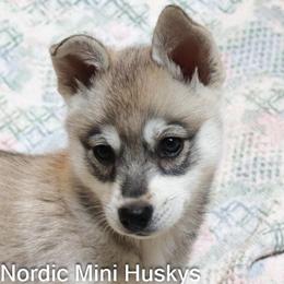 Girl 1 - Gray and white female Alaskan Klee Kai puppy in Klamath Falls, Oregon from Nordic Mini Huskys