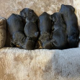 Chloe - Chocolate female Boykin Spaniel puppy in Van Buren, Arkansas from Arklahoma Boykins