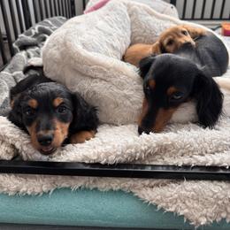Dachshund Puppies from Bigony Family Dachshund’s
