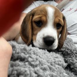 Beagle Puppies from Leslie Beagles of Leslie Farm