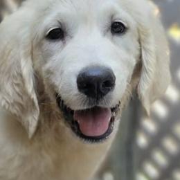 Bernese Mountain Dogs and Golden Retrievers from Millstone Kennel