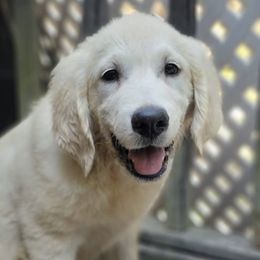 Bernese Mountain Dogs and Golden Retrievers from Millstone Kennel