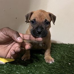 Girl 3 - Fawn American Pit Bull Terrier puppy in Pensacola, Florida from Alpha Alliance Kennels