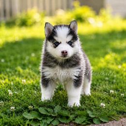 Tiana - Black and white female Pomsky puppy in Wausau, Wisconsin from Arctic Star Pomskies