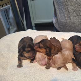 Dachshund Puppies from Green Acres Dachshunds