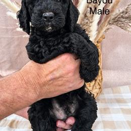 Bayou - Black male Poodle puppy in Woodleaf, North Carolina from Circle T Ranch K9s