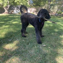 Bernedoodle and Goldendoodle All Grown Up from A.N.A. Doodles