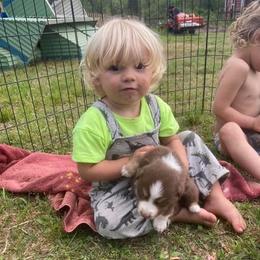 Aussiedoodle and Australian Shepherd Puppies from RoseWest Farms