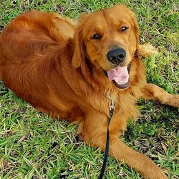 Golden Retrievers from Gemstone Golden Retrievers