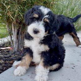 Grey Collar Boy - Tri-color male Bernedoodle puppy in Ogden, Utah from Salty Point Doodles