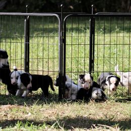 Border Collie Puppies from Bridges Border Collies