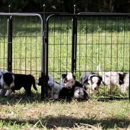 Border Collie Puppies from Bridges Border Collies