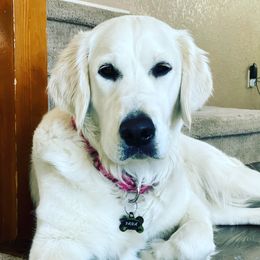 Yana - Golden Retriever