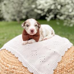 Chip - Merle male Goldendoodle puppy in Ooltewah, Tennessee from Allison Family Doodles