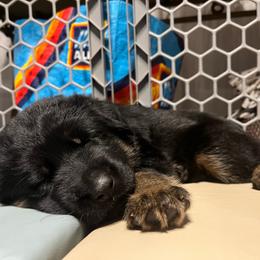 Pink collar - Black and red female German Shepherd puppy in Saint Charles, Missouri from Lowemond German Shepherds