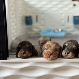 Dachshund Puppies from Gem State Mini Dachshunds