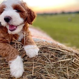 Goldendoodle Puppies from Halo Doodles