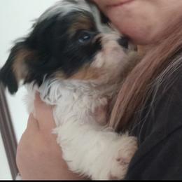 Boy 2 - Chocolate, tan and white male Yorkshire Terrier puppy in Columbia, Tennessee from Middle Tennessee Teacup Yorkie puppies